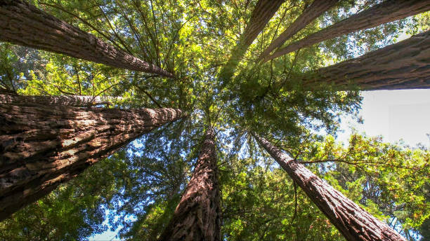 The Steps Involved in Our Tree Care Process in Portales, NM